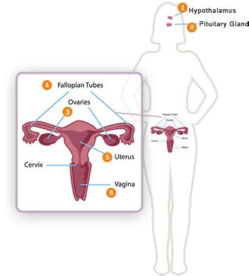 Puberty And Your Menstration Cycle Wsnm