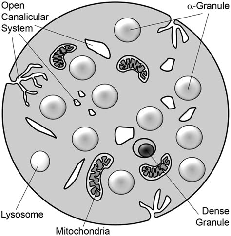 Frontiers Platelet Granule Exocytosis A Comparison With Chromaffin Cells