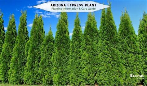 Why Your Arizona Cypress Tree Is Growing Sideways