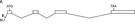 Wnt Pathway Components Orient A Mitotic Spindle In The Early