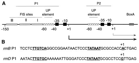 Transcription Regulation By Initiating Ntp Concentration Rrna