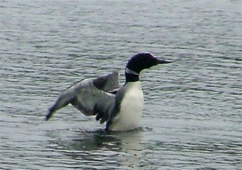 loon picture fishing at sandy haven camp lake nipissing french river ...