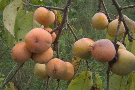 Саженцы хурмы виргинской
