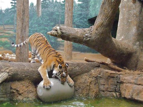 Tiger Attack!! by killercandy15 on DeviantArt