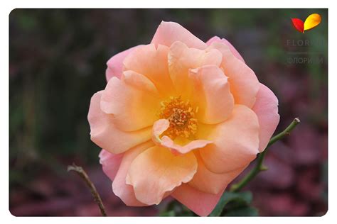 Купить Роза флорибунда Раффлс Дрим Rosa floribunda Ruffles Dream - в ...