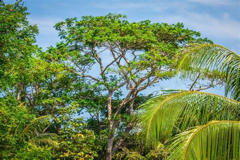 Árboles Tropicales Del Bosque De La Selva En Tailandia, Asia Foto de ...