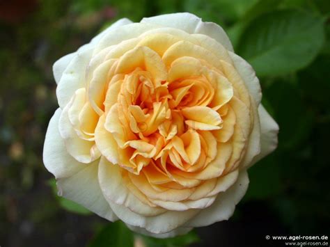 Buy Golden Tower ® – Hybrid Tea – AGEL ROSEN