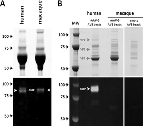 Macaque G3BP Does Not Interact With RAAV 6 Western Blot Analysis Of