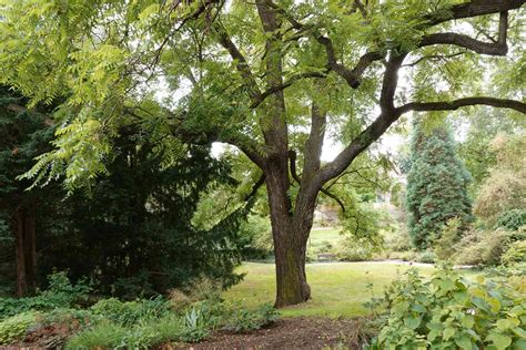 Black Walnut Tree: Benefits, Problems, and Identification