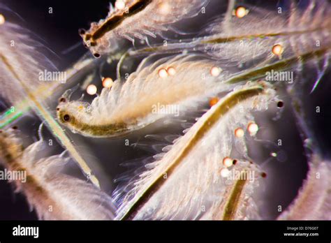 Artemia Salina High Resolution Stock Photography and Images - Alamy