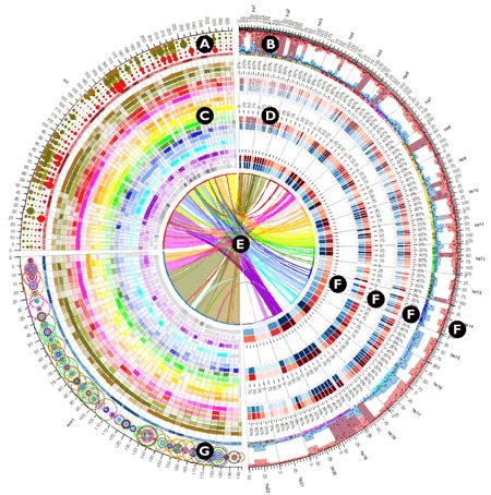 Course CIRCOS Circular Genome Data Visualization