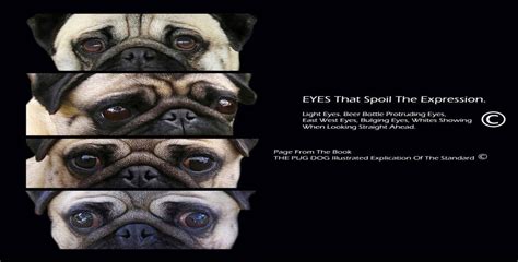 Pug Eyes Health Information The Pug Breed Council