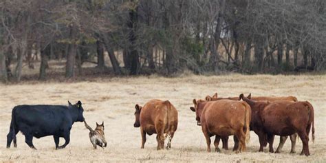 top  herding dog breeds history behavior appearance faq