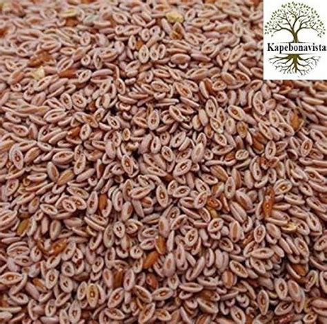 Kapebonavista Isabgol Psyllium Seed Isabgul Full Seed Plantago Ovata