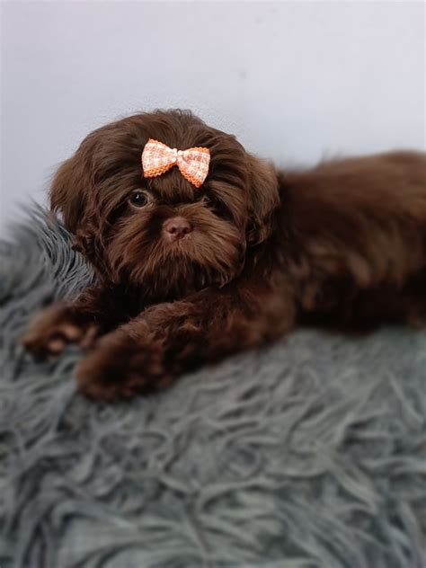 Czekoladowy Piesek Shih Tzu Gotowy Do Odbioru Gratka Pl Oferta