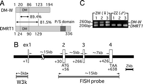 Structures Of The Dm W Gene And Its Protein A Schematic Drawing Of