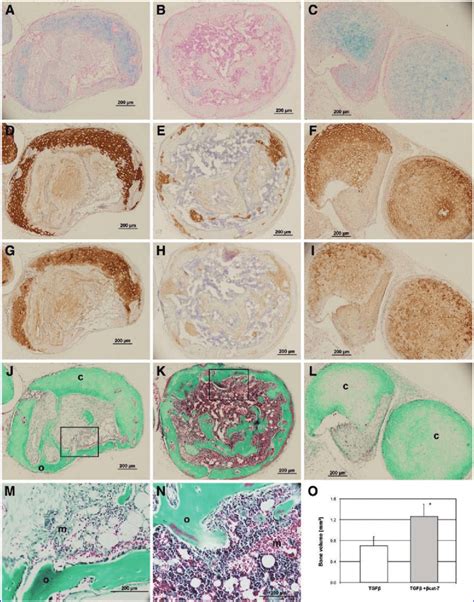 Characterization Of Ectopic Cartilage Implants Msc Pellets Were