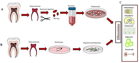 Human Dental Pulp Stem Cells Encyclopedia Mdpi