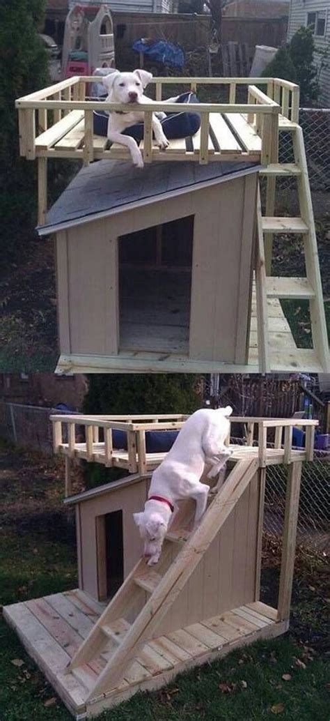Питомцы, которые живут лучше людей | Dog house diy, Fancy dog houses ...
