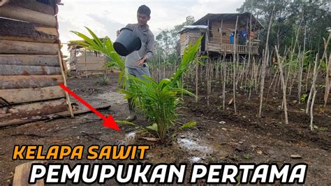 PAGI YANG SEJUK SETELAH TURUN HUJAN MALAM MUPUK TANAMAN KELAPA SAWIT DI