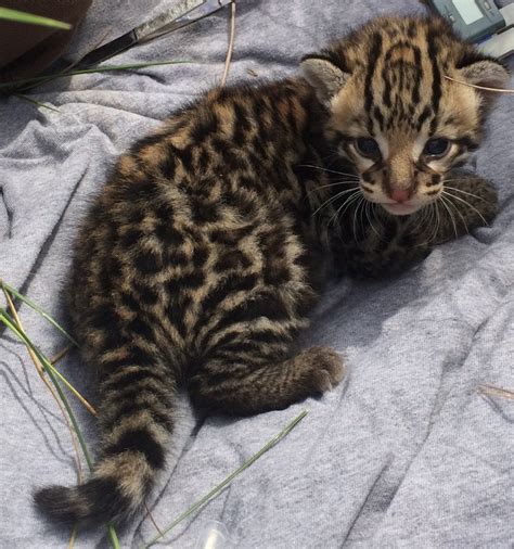 Are Ocelots Good Pets