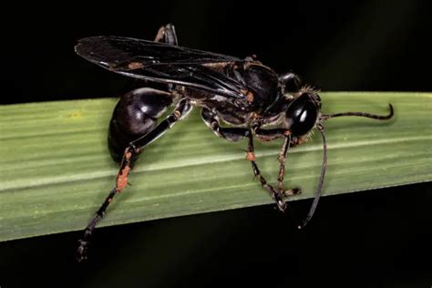 Does Soapy Water Kill Wasps We Asked A Pest Expert