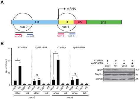 Vpr Is Recruited To The Hiv Ltr Through Vprbp A Schematic