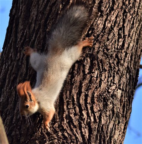 Как живут белки в Ташкенте: тайная жизнь диких животных-Хук!