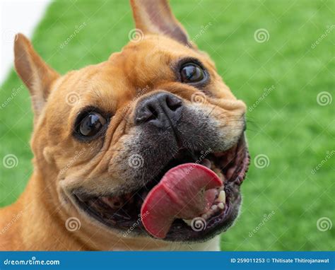 Brown Fat French Bulldog Looking and Smiling To Camera Stock Image ...