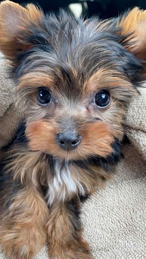 Purebred Teacup Yorkie Puppy Available Artofit