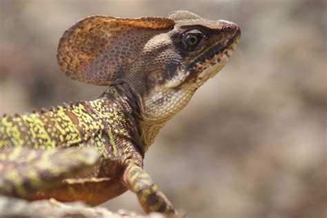 El Parque Nacional Natural Gorgona Y El Santuario De Fauna Y Flora