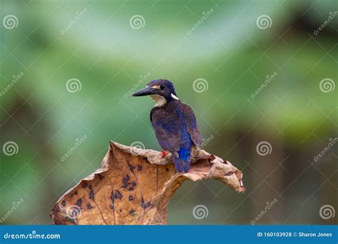 Azure Kingfisher Alcedo Azurea on Dead Leaf Stock Photo - Image of ...