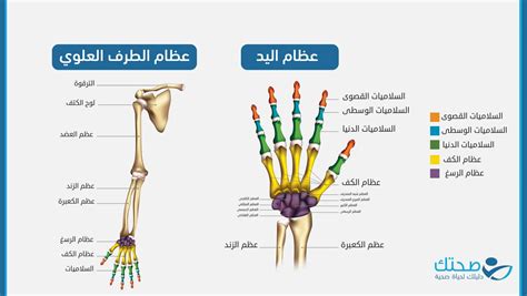 صحتك يلا نتعرف على أنواع عظاماليد و عظامالطرفالعلوي صحتك قطر