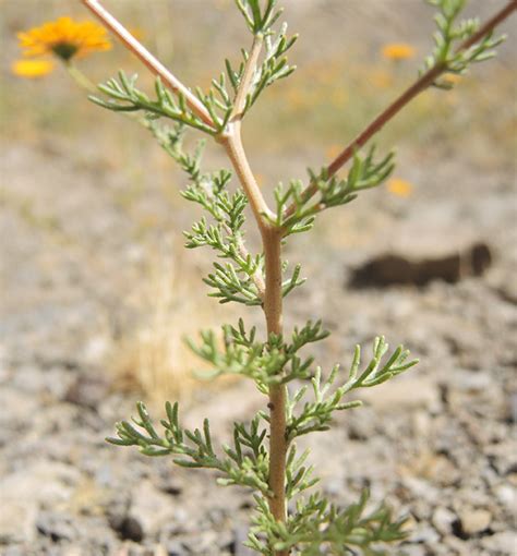 Cladanthus Eriolepis Flore Du Maroc Famille Des Asteraceae