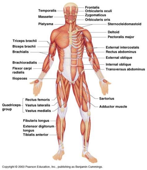 Full Body Muscular Diagram Pdf Impaired Skeletal Muscle Mitochondrial