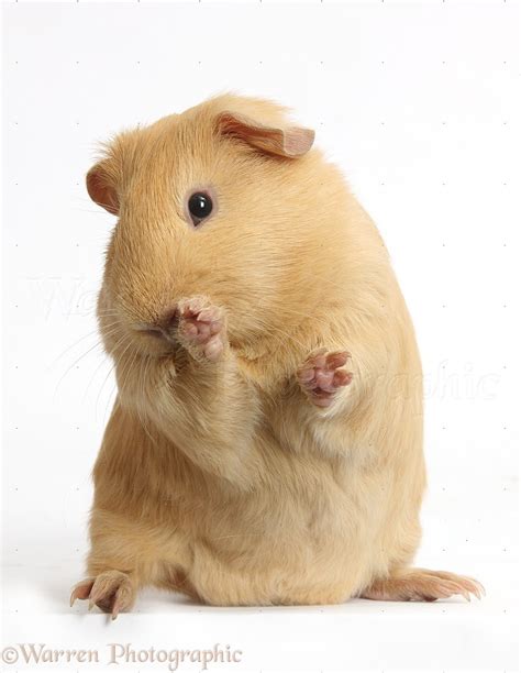 Yellow Guinea pig looking bashful photo WP39402