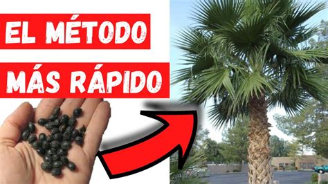 Como Germinar Semillas De Palmera Mexicana O Washingtonia Muy Rapido