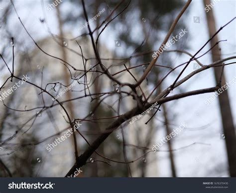 Naked Tree Branch On Pines Background Stock Photo 1676370430 Shutterstock