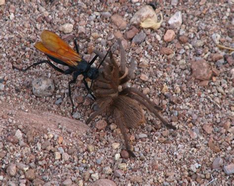 Tarantula Hawk Spider Wasp Pepsis Formosa Dragging A Cap Flickr