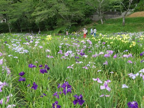 紫陽花と花菖蒲を観てきました のんびり