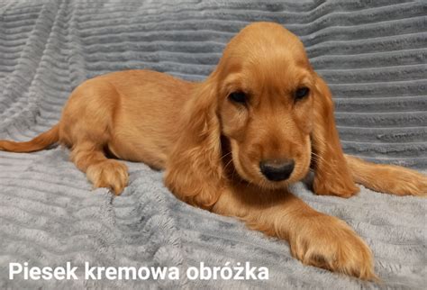 Piesek Cocker Spaniel Angielski Gotowy Do Odbioru Porad W Olx Pl