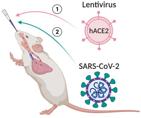 Viruses Free Full Text Modeling Sars Cov 2 Infection In Mice Using Lentiviral Hace2 Vectors