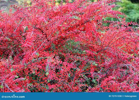 Red Bush Of Japanese Barberry In Autumn Stock Photo Image Of Barberry