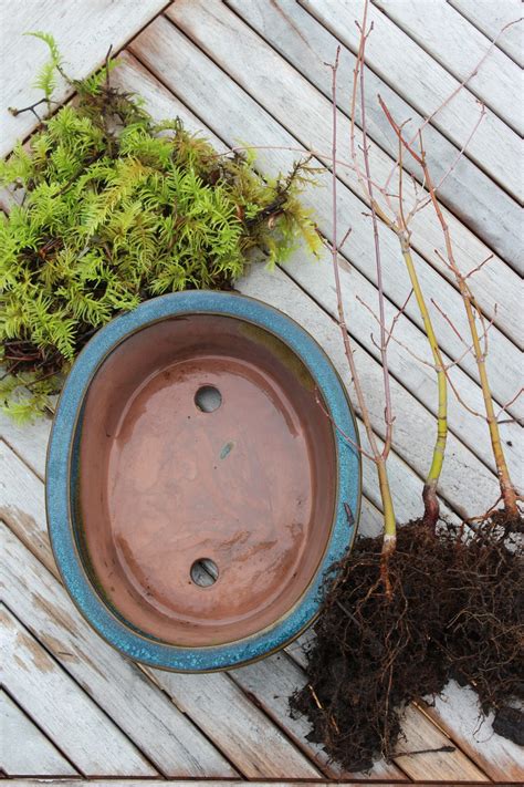 Bonsai Starter Kit - Mendocino Maples Nursery