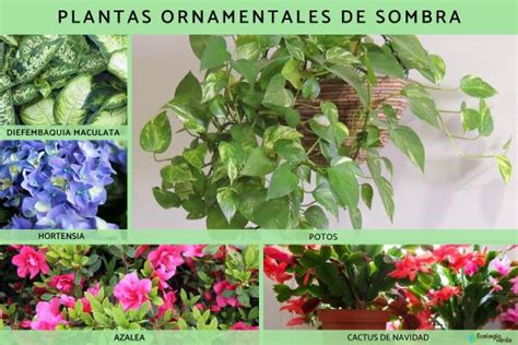 Fotos De Plantas Ornamentales Con Nombres