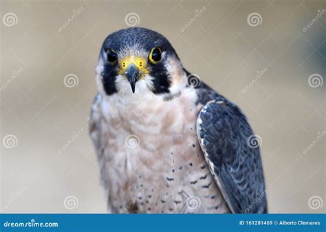 Peregrine Falcon with Beautiful Feathers Stock Image - Image of ...