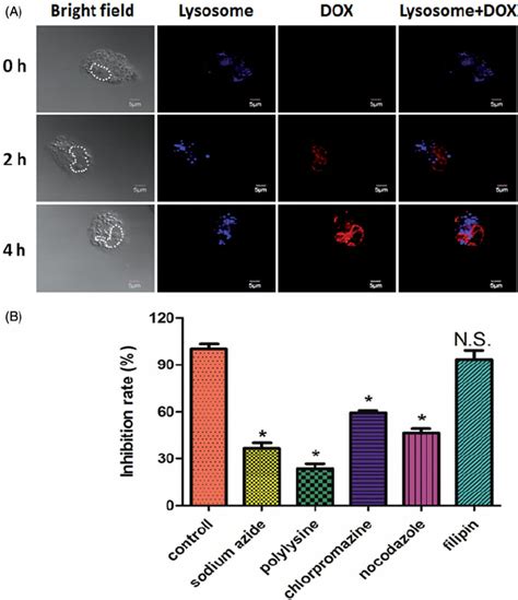 A The Co Localization Of Dox In Lysosome After The Mcf Adr Cells