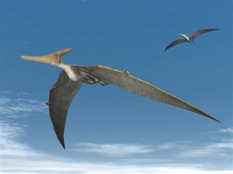 Pteranodon dinosaurs flying - 3D render — Stock Photo © Elenarts #42816259