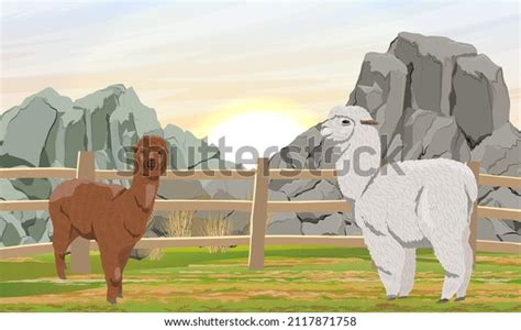 130 Vicunas Mascots Images Stock Photos 3D Objects Vectors