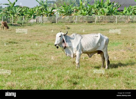 A Large White Brahman Cow With Curved Horns And Large Floppy Ears